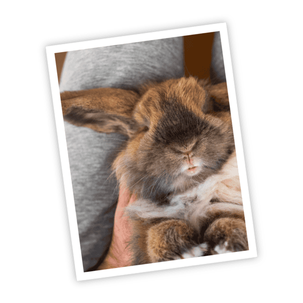 lapinous lapin nain roux et gris sur le dos