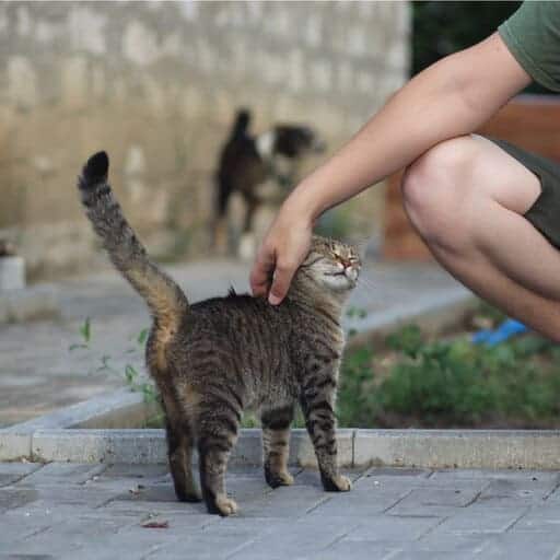 Chat dans la rue re ce fait caresser pour représenter le parrainage d'animaux